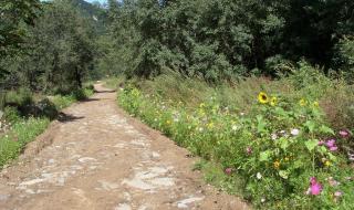 乡间的小路原唱