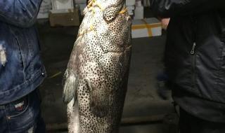 野生石斑鱼 野生石斑鱼